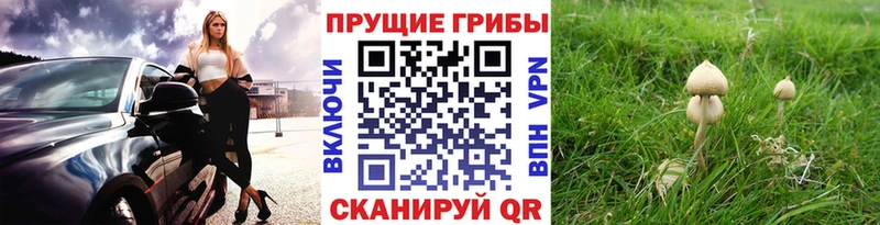 даркнет сайт Котово Псилоцибиновые грибы GOLDEN TEACHER